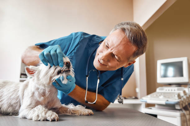 Best Weekend Emergency Dental Services in Vernon Center, NJ